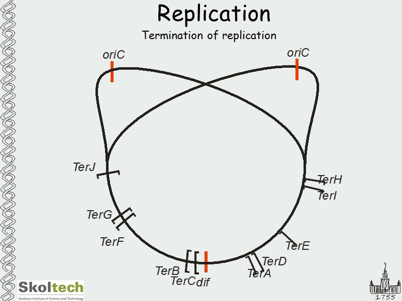 Replication Termination of replication